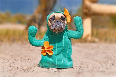 Best Halloween Costumes For Dogs