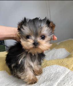 Born on 5/10/12, she currently weighs 170 grams. Micro Teacup Yorkie Puppy for sale! Tiny!!! | iHeartTeacups