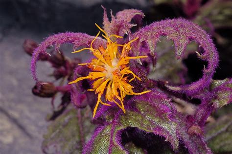 Gynura Aurantiaca Purple Passion Velvet Plant Care And Culture