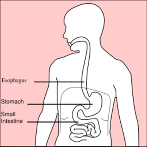 the small intestine and digestion