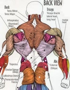 .bodywork back massage therapy techniques with drawn muscle diagrams to help you learn anatomy of back. I am wondering what this muscle is, and did I illustrate ...