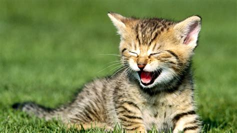 Yawning Kitten Wallpaper For 1920x1080