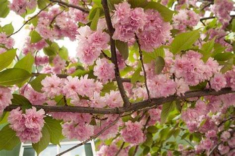 Cerezo De Flor Prunus Serrulata