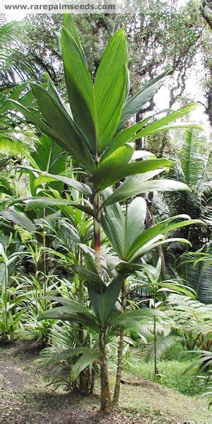 242 Best Tropical Plants For Zone 8b To 10 Images On Pinterest Plants