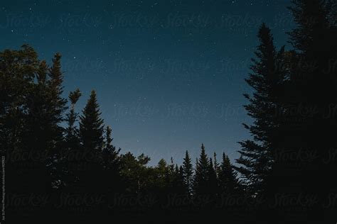 Pine Trees At Night By Stocksy Contributor Joe Stpierre Stocksy