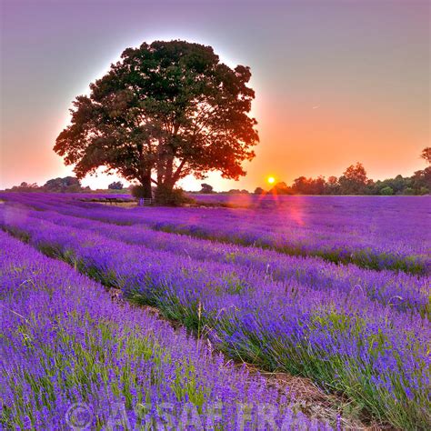 Assaf Frank Photography Licensing Lavender Field At Sunset
