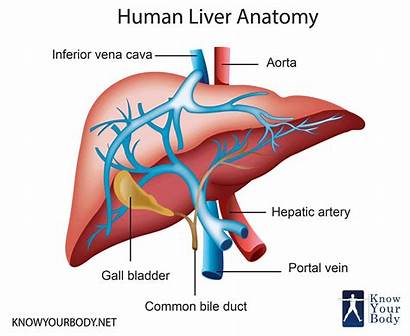 Liver Anatomy Carcinoma Hepatocellular Cancer Location Peoplebeatingcancer