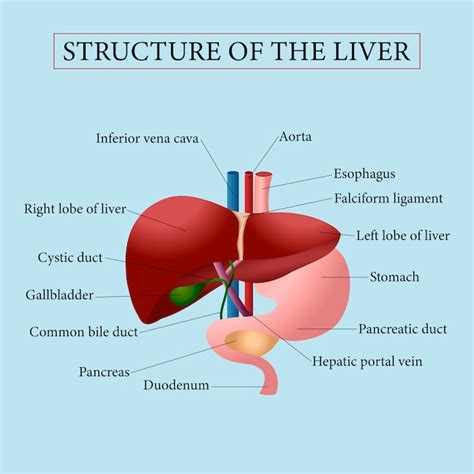 Premium Vector Structure Of Liver