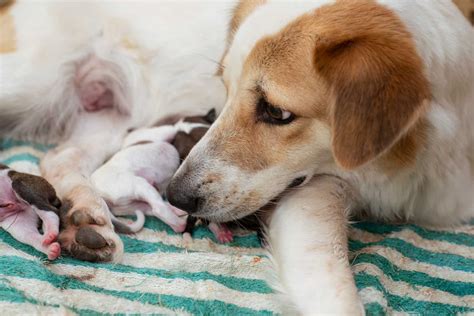 Is It Normal For A Dog To Eat Their Puppies