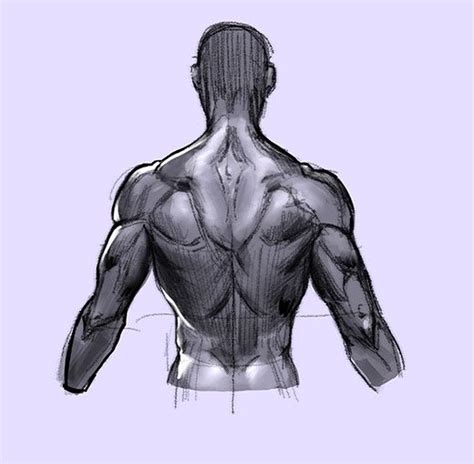 A Drawing Of A Mans Back With Muscles Visible