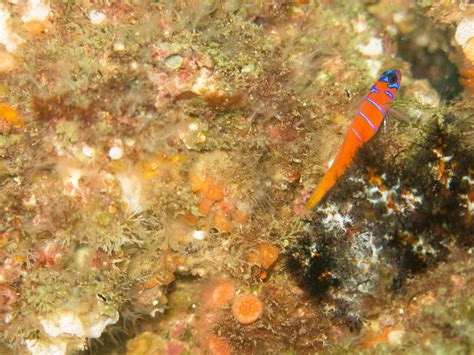 Blue Banded Goby Avalon Catalina Island Ca Tim Briggs Flickr