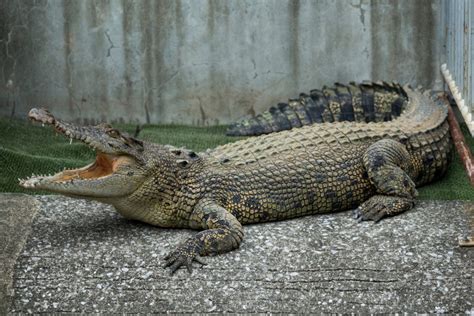 Los 10 Animales Más Peligrosos Del Mundo