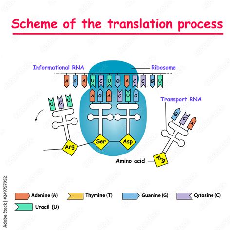 Naklejka Scheme Of The Translation Process Syntesis Of MRNA From DNA In The Nucleus The MRNA