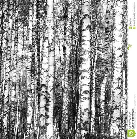 Painted with a palette knife for texture and detail. Birch Trees Black And White Stock Photo - Image: 40441255 ...
