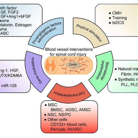 Blood Vessel Formation By Angiogenesis In Brain Cancer Reproduced From