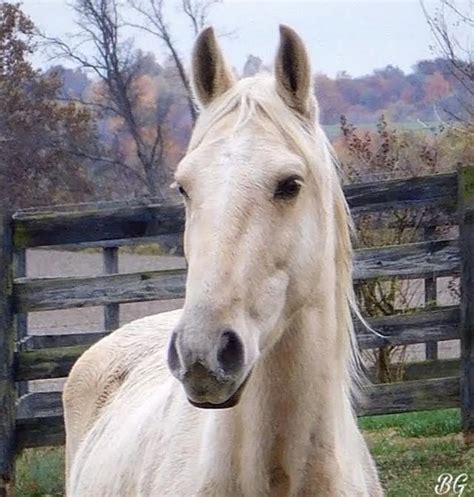 11 Stunning Photos Of Horses In Kentucky