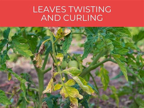 Tomato Leaves Curling Greenhouse Today