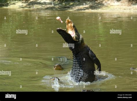 Alligators Feeding In Wild Florida Reserve Usa Stock Photo Alamy