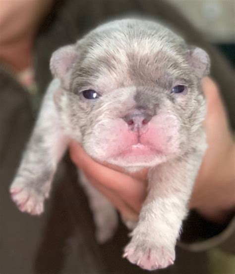 That's why they present the best pick for large families. French Bulldog Lilac Merle Male - Romanis Legacy Bulldogs