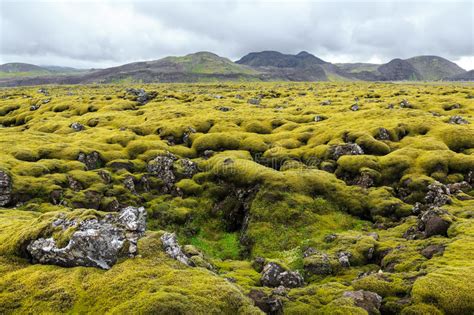 Green Moss On Volcanic Rocks Iceland Stock Image Image Of Volcanic