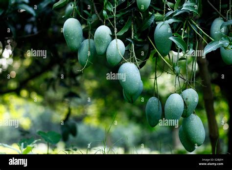 Mango Garden Bangladesh Generally Produces About 800000 Metric Tons Of