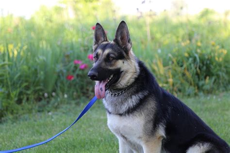 Akc showline german shepherd puppies have arrived!!! German Shepherd Puppies For Sale | Indianapolis, IN #146016