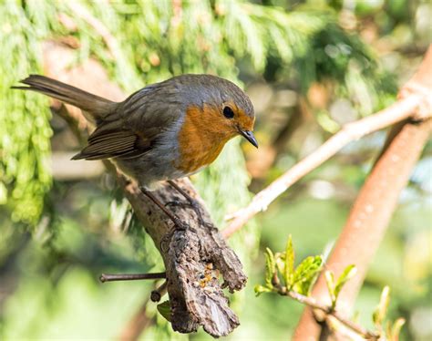 Robin Redbreast Caught This Little Robin Earlier Today Alison Day