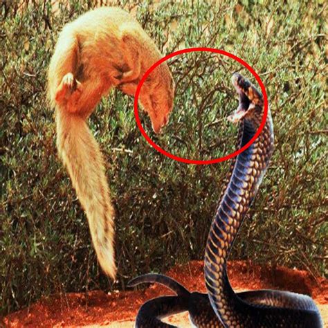 Mongoose Fighting King Cobra