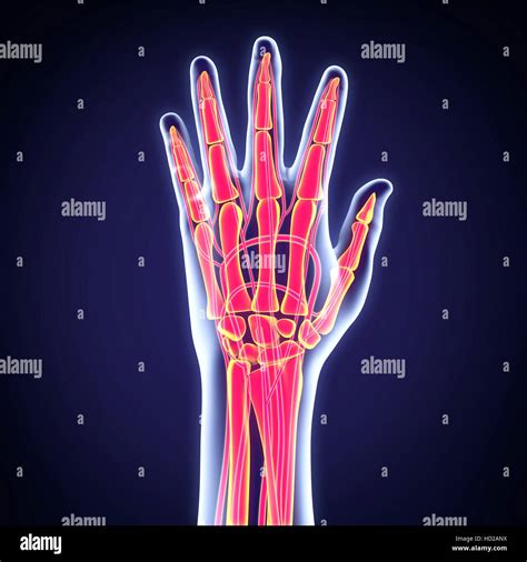 Human Hand Anatomy Stock Photo Alamy