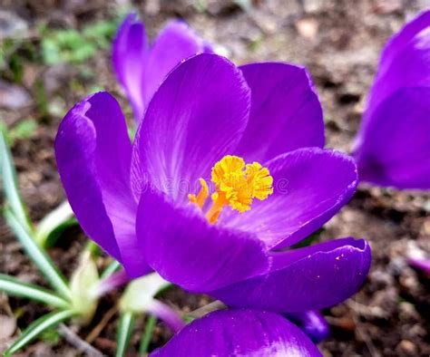 Spring Crocus Flower Details Closeup Of Purple Flower In Spring Stock