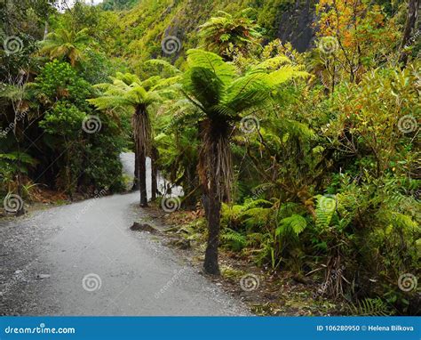 Rainforest Rain Forests New Zealand Stock Photo Image Of Fern