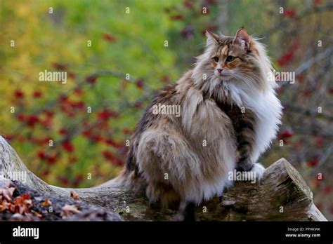 Norwegian Forest Cat Female Sitting On A Log In Autumn Forest Stock