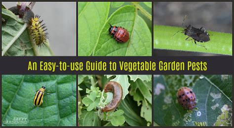 How To Get Rid Of Insects In Vegetable Garden Garden Likes