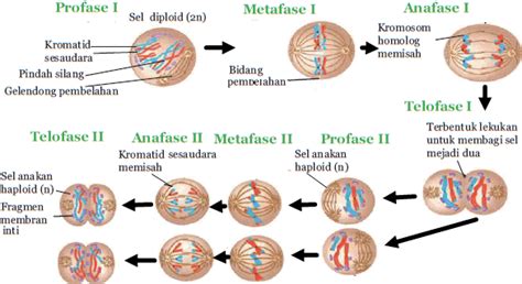 Perbedaan Pembelahan Sel Mitosis Dan Meiosis