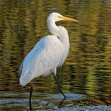 Great Egret Stroll Photograph By Hh Photography Of Florida Fine Art