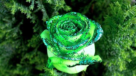 Green Roses Wallpapers Top Free Green Roses Backgrounds Wallpaperaccess