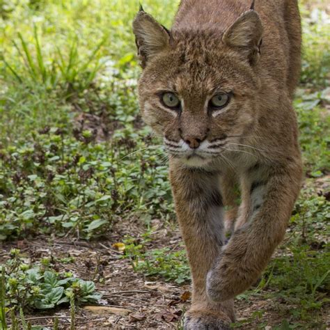 Wellfleet Bobcat Was A Female The Provincetown Independent