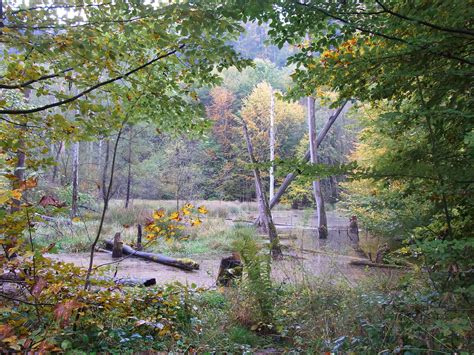 Free Images Landscape Tree Water Nature Forest Swamp Wilderness