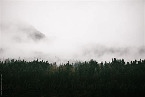 Foggy Forest By Stocksy Contributor Kristine Weilert Stocksy