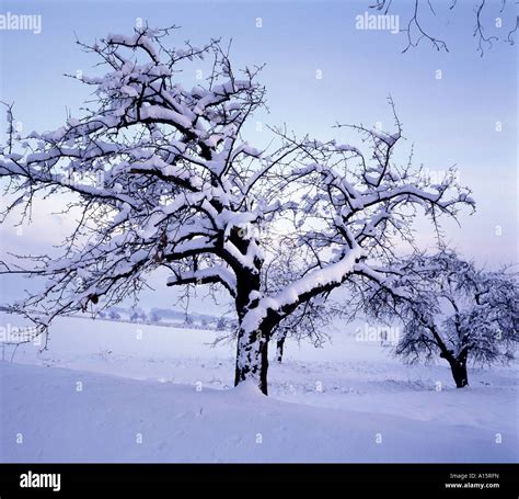 Cherry Tree In Winter High Resolution Stock Photography And Images Alamy