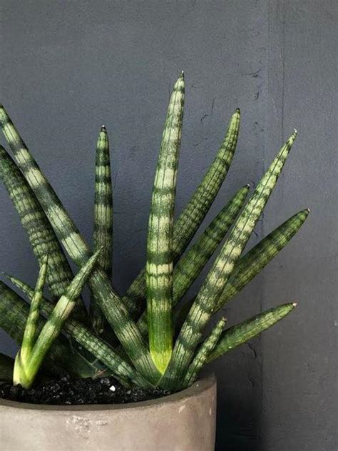 Sanseveria Boncel Starfish Snake Plant Gateway Garden Center