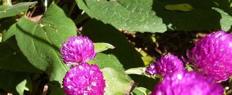 Globe Amaranth Gomphrena Gomphrena Globosa Buddy Purple