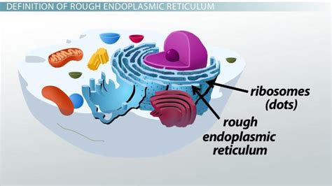 Rough Endoplasmic Reticulum Do In An Animal Cell Smooth Er And Rough