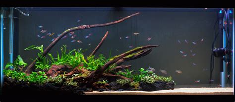 48 x 12 x 16 55 lbs: Low tech 55 gallon - First planted tank - Page 4 - The ...