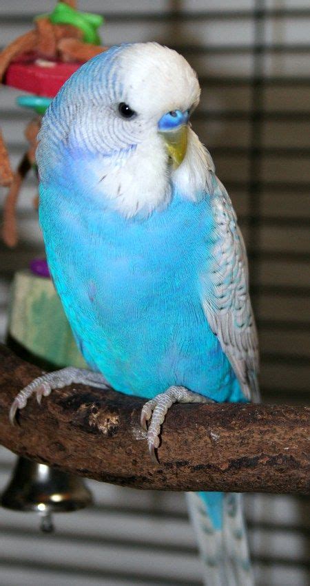 English Budgies As Pets Well There Cyberzine Image Database
