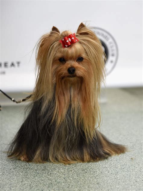 Breeds 101 Yorkshire Terriers Are Fun Sized And Awesome