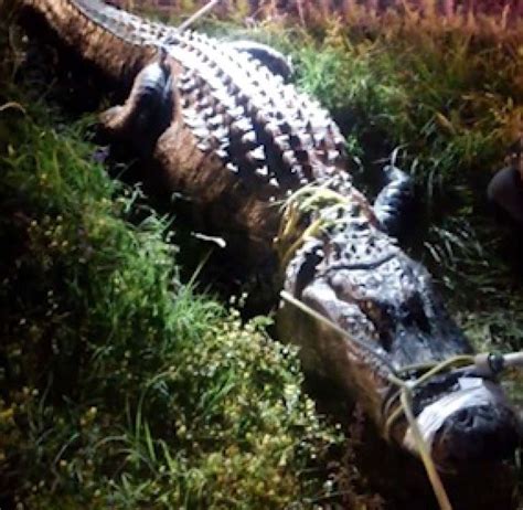 News Roundup Cowboy Wrangles 12 Foot Alligator Found Near Cleveland