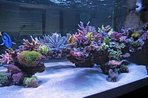 Show Off Your Large Tank Aquascape Reef Tank Aquascaping