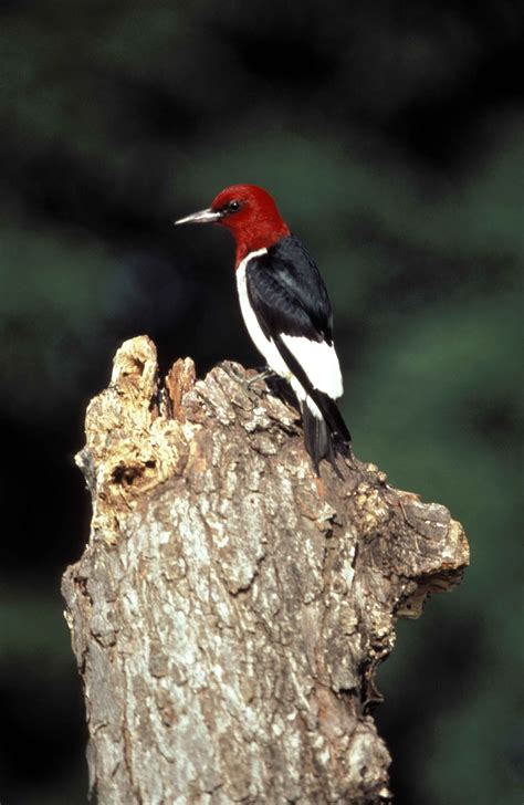 Free Picture Red Headed Woodpecker Bird Melanerpes Erythrocephalus