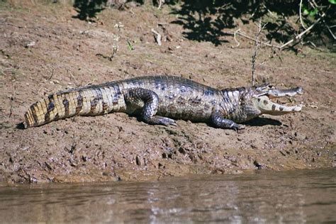 Caiman Crocodilus Common Caiman Spectacled Caiman Caiman